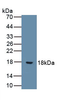 Monoclonal Antibody to Interleukin 9 (IL9)