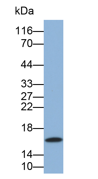 Monoclonal Antibody to Leptin (LEP)