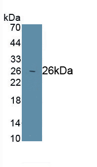 Monoclonal Antibody to Leukemia Inhibitory Factor (LIF)