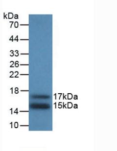 Monoclonal Antibody to Monocyte Chemotactic Protein 1 (MCP1)