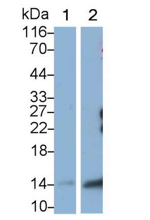 Monoclonal Antibody to Monocyte Chemotactic Protein 3 (MCP3)