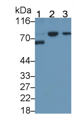 Monoclonal Antibody to Matrix Metalloproteinase 2 (MMP2)