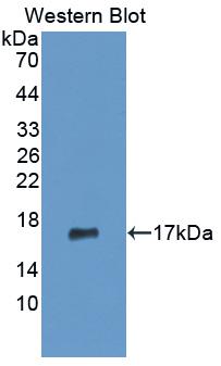 Monoclonal Antibody to Matrix Metalloproteinase 3 (MMP3)