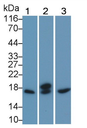 Monoclonal Antibody to Nerve Growth Factor (NGF)