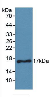 Monoclonal Antibody to Cluster Of Differentiation 40 Ligand (CD40L)