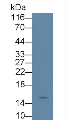 Monoclonal Antibody to Transforming Growth Factor Alpha (TGFa)