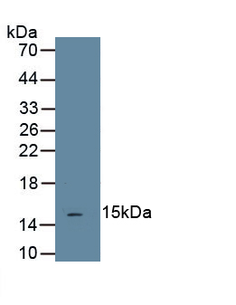 Monoclonal Antibody to Transforming Growth Factor Beta 1 (TGFb1)