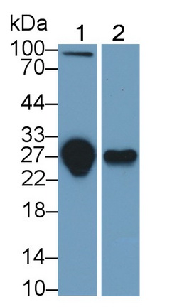 Monoclonal Antibody to Tumor Necrosis Factor Receptor Superfamily, Member 10C (TNFRSF10C)