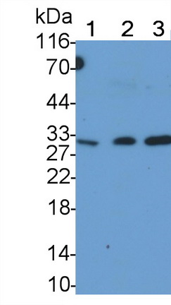 MAA139Hu22.jpg