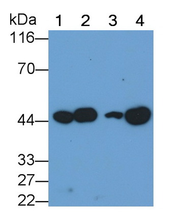 Monoclonal Antibody to Vascular Endothelial Growth Factor C (VEGFC)