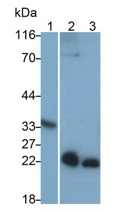 MAA151Hu21.jpg