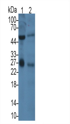 MAA151Hu22.jpg