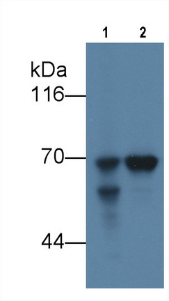 MAA153Hu27.jpg