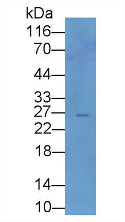 Monoclonal Antibody to Ubiquitin (Ub)