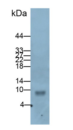 Monoclonal Antibody to Platelet Factor 4 (PF4)