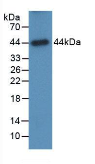 Monoclonal Antibody to Galactosidase Alpha (GLa)