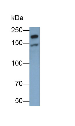 Monoclonal Antibody to Laminin Beta 1 (LAMb1)