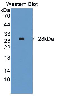 Biotin-Linked Monoclonal Antibody to Alanine Aminotransferase (ALT)