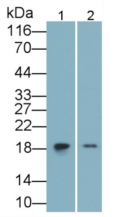 Monoclonal Antibody to Interleukin 1 Receptor Antagonist (IL1RA)