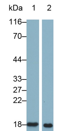 Monoclonal Antibody to Interleukin 1 Receptor Antagonist (IL1RA)