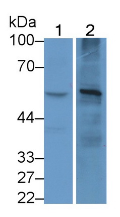 Monoclonal Antibody to Anti-Mullerian Hormone (AMH)