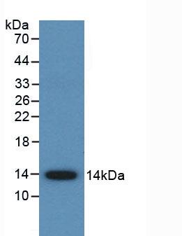 Monoclonal Antibody to Anti-Mullerian Hormone (AMH)