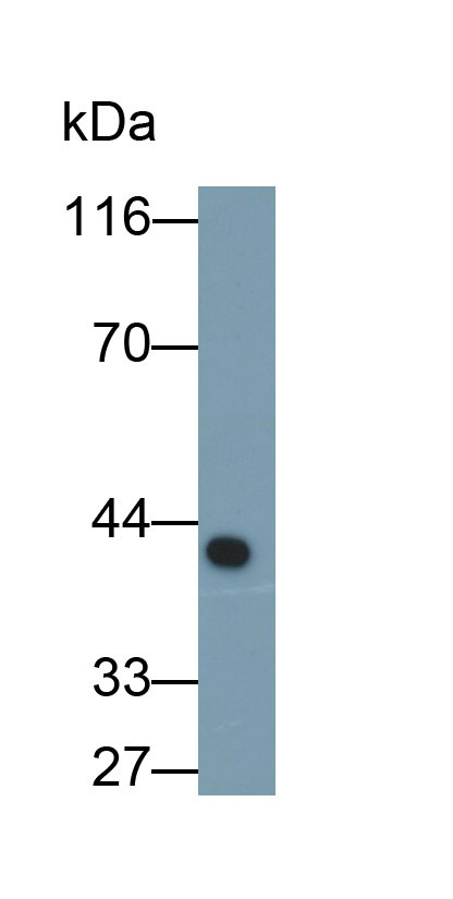 Monoclonal Antibody to Paraoxonase 1 (PON1)