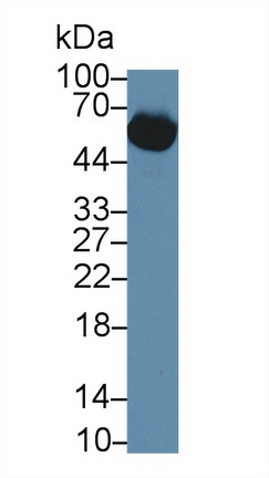 Monoclonal Antibody to Bovine Serum Albumin (BSA)