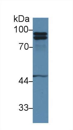 Monoclonal Antibody to Calnexin (CNX)