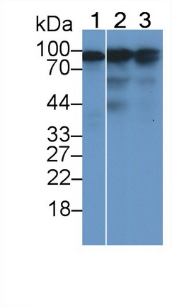 Monoclonal Antibody to Calnexin (CNX)