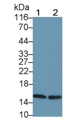 Monoclonal Antibody to Histone H3 (H3)