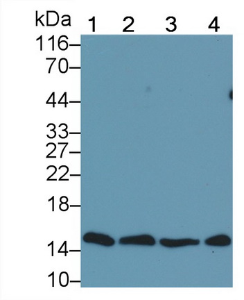 Monoclonal Antibody to Histone H3 (H3)