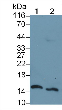 Monoclonal Antibody to Histone H3 (H3)