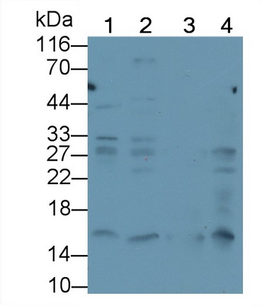 Monoclonal Antibody to Histone H3 (H3)