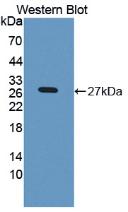 Monoclonal Antibody to Lactoperoxidase (LPO)