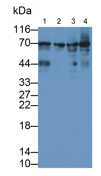 Monoclonal Antibody to Heat Shock 70kDa Protein 1B (HSPA1B)