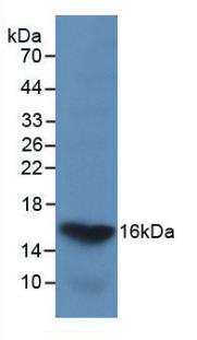 Monoclonal Antibody to Galectin 2 (GAL2)