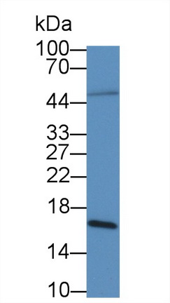 Monoclonal Antibody to Galectin 2 (GAL2)