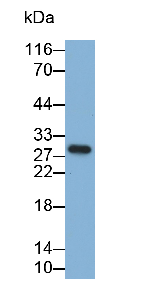 Monoclonal Antibody to Galectin 3 (GAL3)