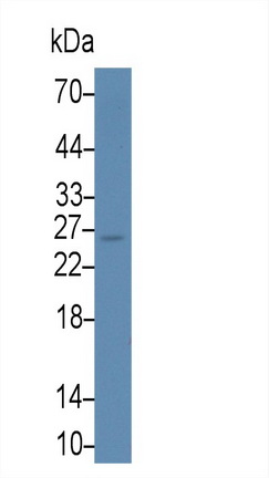 Monoclonal Antibody to Galectin 3 (GAL3)