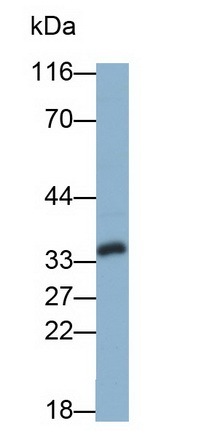 Monoclonal Antibody to Galectin 8 (GAL8)