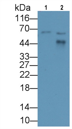 Monoclonal Antibody to Apolipoprotein H (APOH)