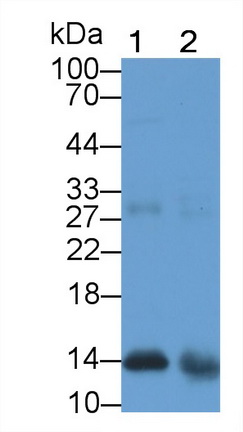 Monoclonal Antibody to Galectin 1 (GAL1)