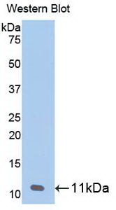 Monoclonal Antibody to Chemokine (C-X-C motif) ligand 7 ( CXCL7)