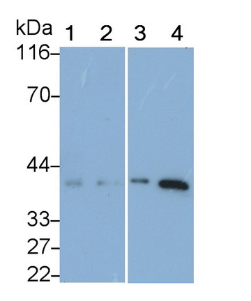 Monoclonal Antibody to Follistatin (FS)