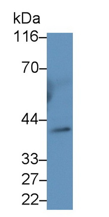 Monoclonal Antibody to Inhibin Alpha (INHa)