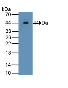 Monoclonal Antibody to Inhibin Alpha (INHa)