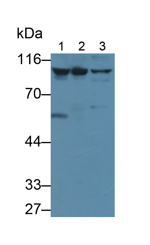 MAA395Hu23.jpg