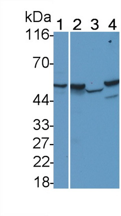 MAA396Hu23.jpg