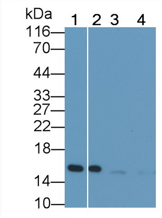 Monoclonal Antibody to Neurogranin (NRGN)